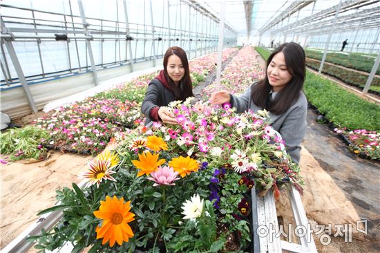 화사한 봄맞이하는 해남군, 봄꽃 4만7000본 3월말까지 읍면 분양 