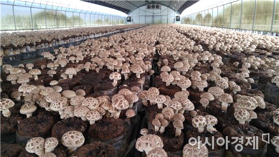 산림조합 “고품질 표고버섯 생산으로 경쟁력을 키운다”