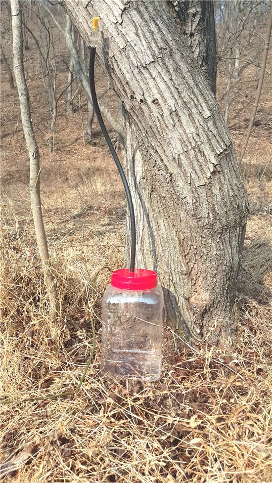 진짜 '아낌없이 주는 나무'를 발견했다