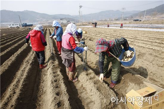 보성군, 논 타 작물 재배 적극 추진
