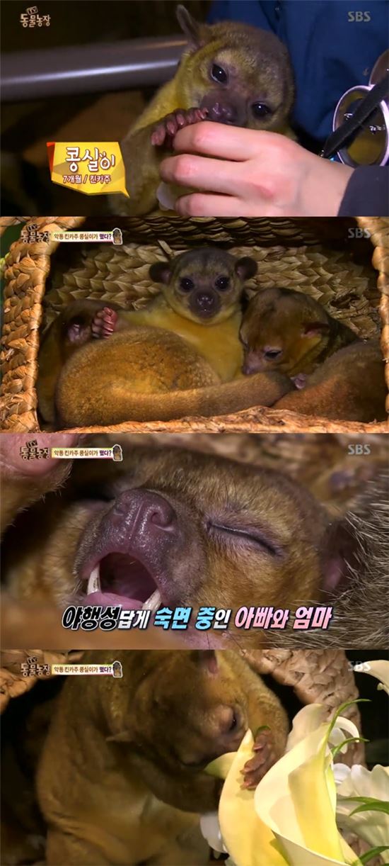 '동물농장' 킨카주 너구리 등장, 패리스힐튼 애완동물로 유명해져