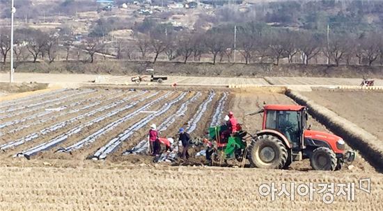곡성군 입면, 가공용 감자 식재 한창