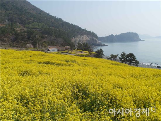 봄이 빨리 찾아오는 전남 고흥군이 이른 봄의 정취와 다양한 봄의 설렘을 가득 안겨주는 봄꽃 3선(매화·벚꽃·유채)을 추천했다.