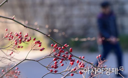 [포토]'빨간 봄 소식'