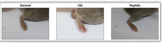 ▲관절염이 유도된 쥐(CIA)는 발이 부은 현상이 뚜렷이 보이는 반면 펩타이드를 투여한 쥐(Peptide)에서는 정상쥐(Normal)와 거의 흡사함을 알 수 있다.[사진제공=미래부] 
