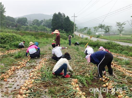 일손이 부족한 고령농가를 위한 농촌일손돕기 봉사활동 모습. 사진=장성군