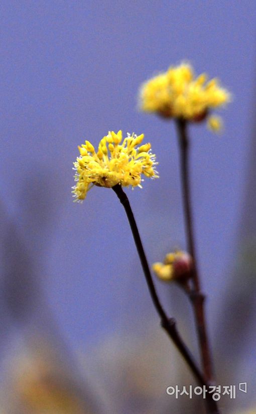 [포토]봄기운 품은 노란 산수유