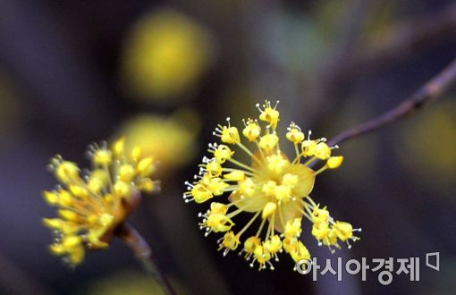 [포토]봄기운 품은 노란 산수유