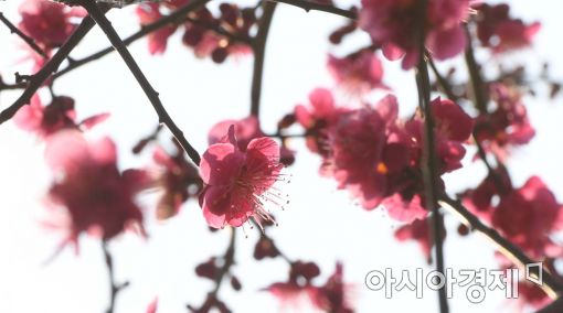 [포토]서울에도 핀 홍매화 