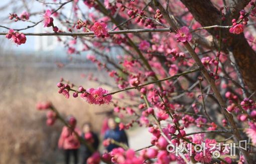 [포토]꽃망울 터트린 매화 
