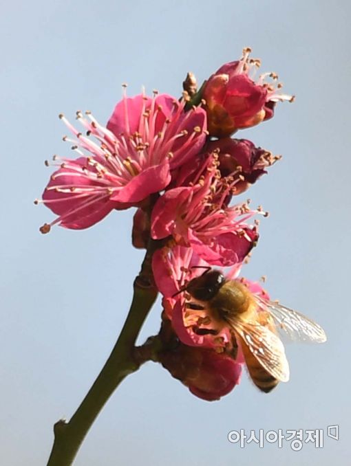[포토]봄과 함께 분주한 꿀벌 