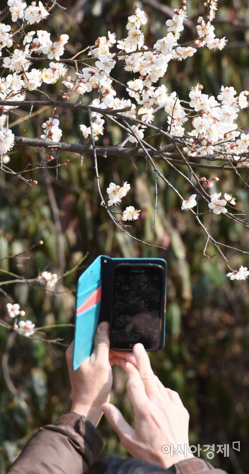 [포토]'활짝 핀 매화를 담다'