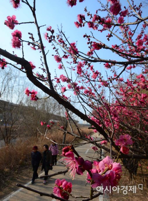 [포토]봄의 시작을 알리는 매화 