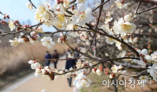 [포토]'매화 아래로 산책'