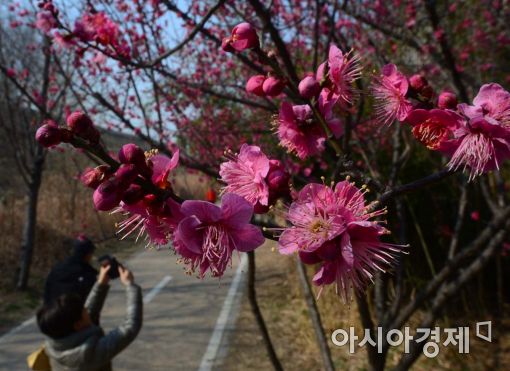 [포토]꽃망울 터뜨린 홍매화 