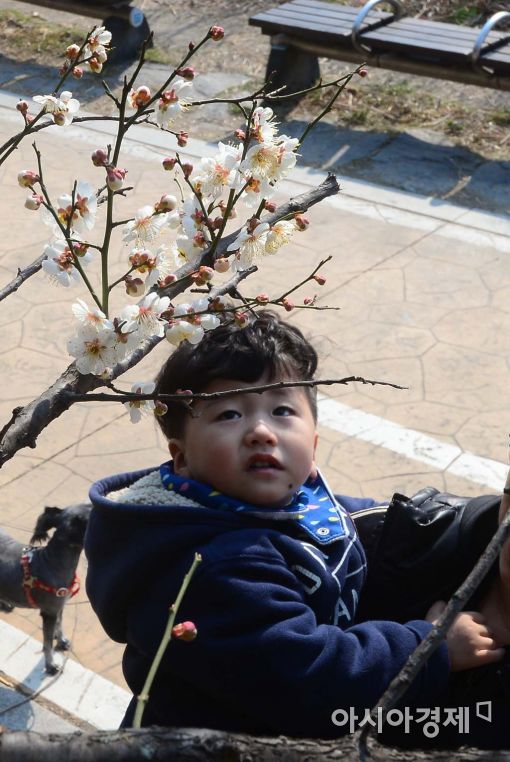 [포토]'안녕? 매화야'