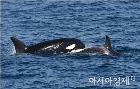 경상북도 울진에서 발견된 범고래 어미와 새끼(사진:해양수산부)