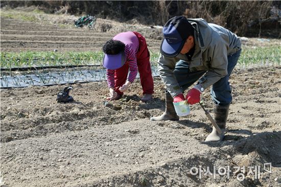[포토]봄맞이 하는 콩 심는 농부 손길 분주