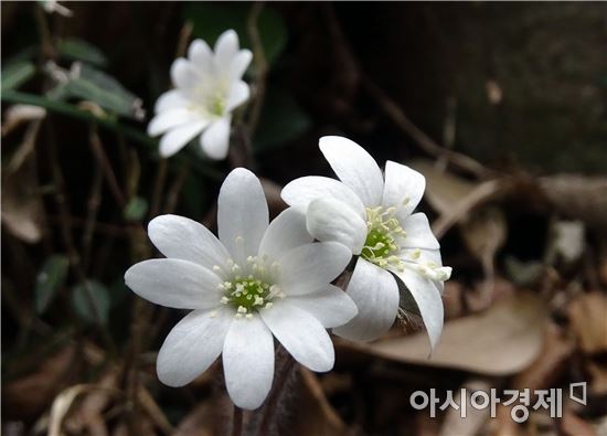 [포토]활짝 핀 '노루귀' 등산객 유혹