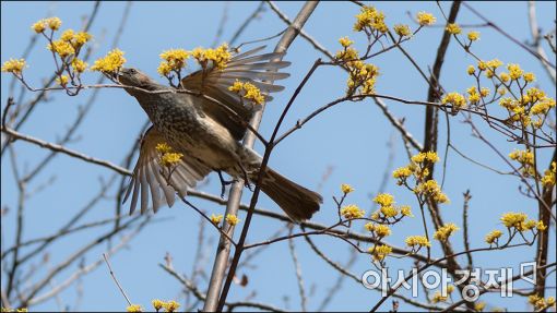 [포토]산수유 '활짝'
