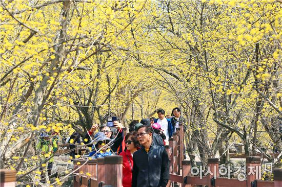 봄날의 왕관, 샛노란 산수유꽃에 취하다