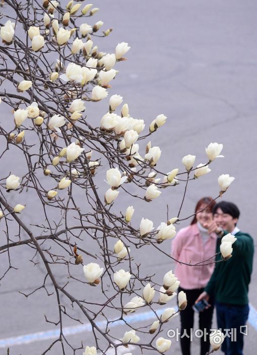 [포토]캠퍼스에 찾아온 봄