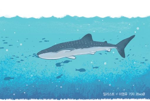 [사이언스포럼]멸치부터 고래상어까지