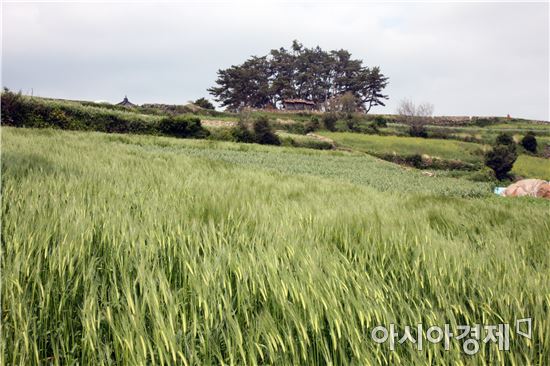 청산도 도락리 청보리밭