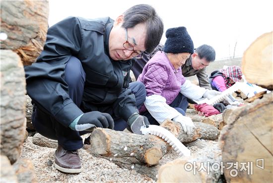 김성 장흥군수가  22일 유치면 신풍마을을 찾아 표고버섯 종균 접종과 수확에 나섰다. 