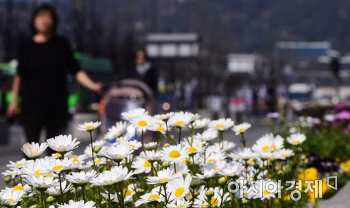 [포토]광장에 찾아온 봄