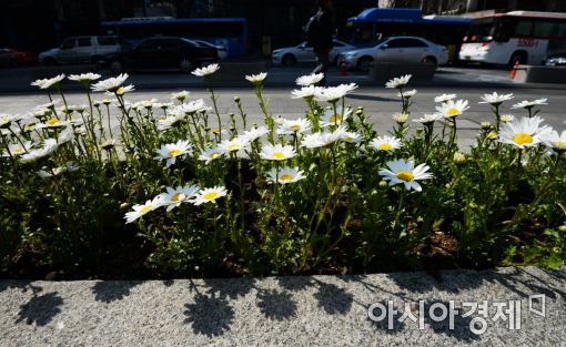 [포토]도심 속 봄꽃