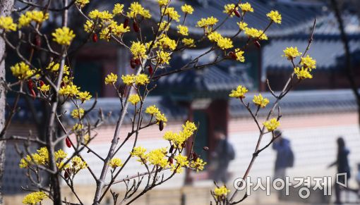 [포토]'경복궁에 찾아온 봄'