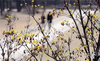 [포토]'산수유 꽃 만발'