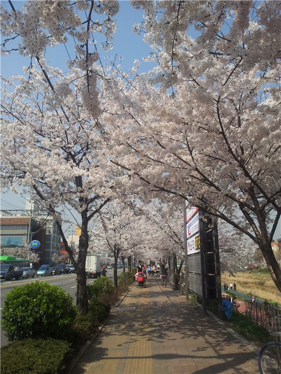 "서울의 아름다운 봄 꽃길 170곳을 소개합니다"