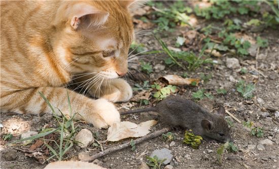 [마리 톡톡]'고양이의 보은'에 대한 진실