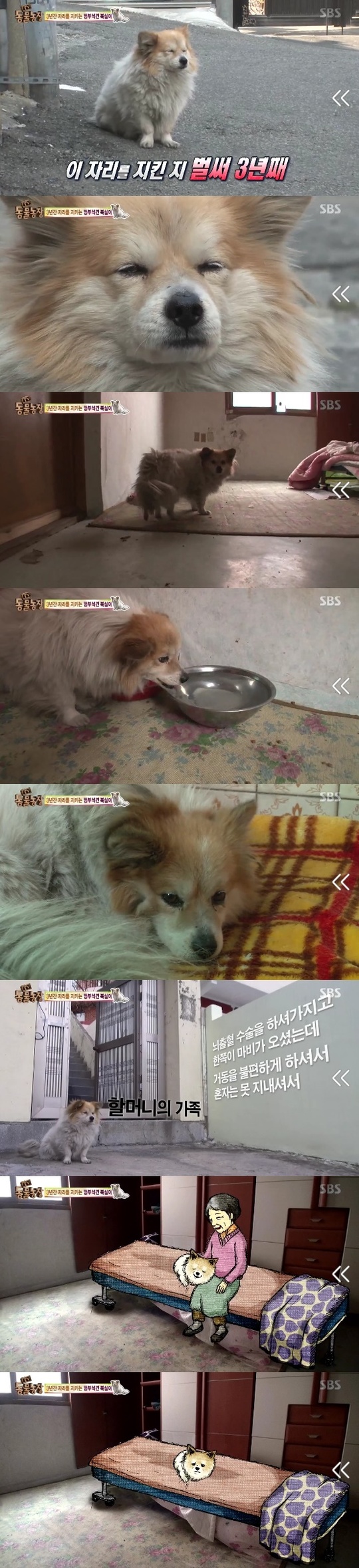 '동물농장' 망부석견 복실이, 3년 동안 빈집 지키는 가슴 아픈 사연