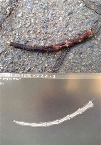 일산 백석동 흰돌마을에서 발견된 고양이의 꼬리뼈/사진=페이스북 '애니멀아리랑' 페이지 캡처
