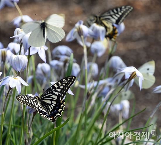 나비따라 함평에서 꽃길 걸으세요