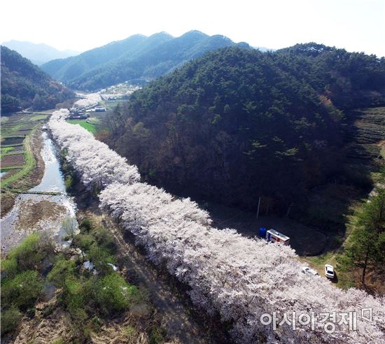 보성 대원사로 눈꽃처럼 아름다운 벚꽃보러오세요