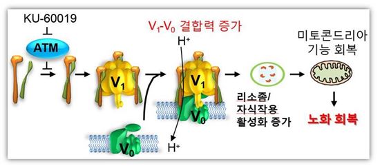 ▲KU-60019는 ATM 단백질의 인산화 활성을 억제한다. vATPase의 인산화 감소를 통해 리소좀의 활성 증가 와 자식작용을 유도하고 미토콘드리아의 기능 회복을 유도해 노화세포의 기능을 회복한다.[자료제공=DGIST]

