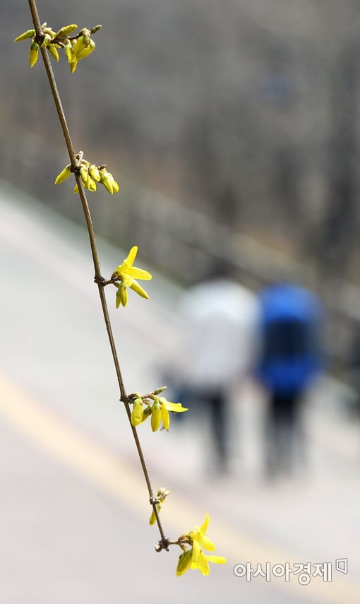 [포토]'송이 송이 피어나는 봄'