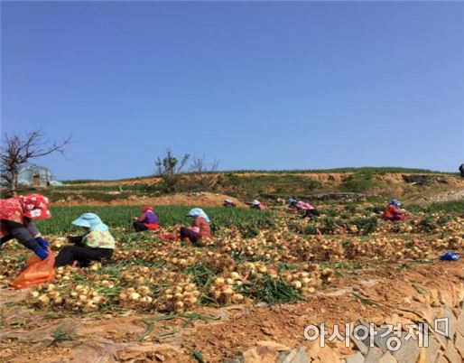 전남 고흥군 거금도 햇양파가 본격적인 출하를 시작했다.
