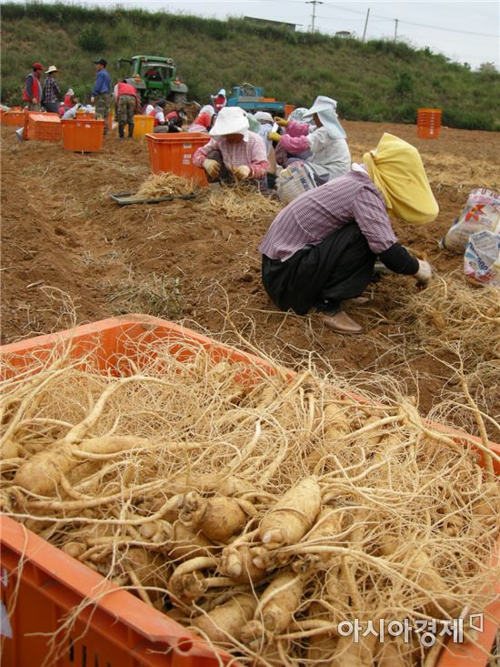해남군, 고품질 황토 인삼재배‘박차’