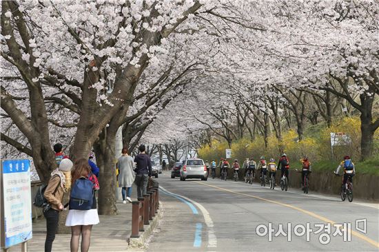 제13회 구례섬진강벚꽃축제 개최