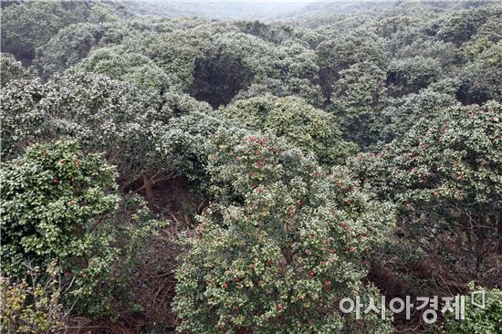 국내 최대 규모 장흥군 천관산 동백숲, 동백꽃 만개