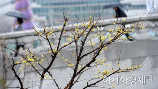 [포토]'봄꽃 그리고 비'