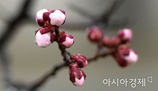 [포토]봄비 머금은 꽃봉우리