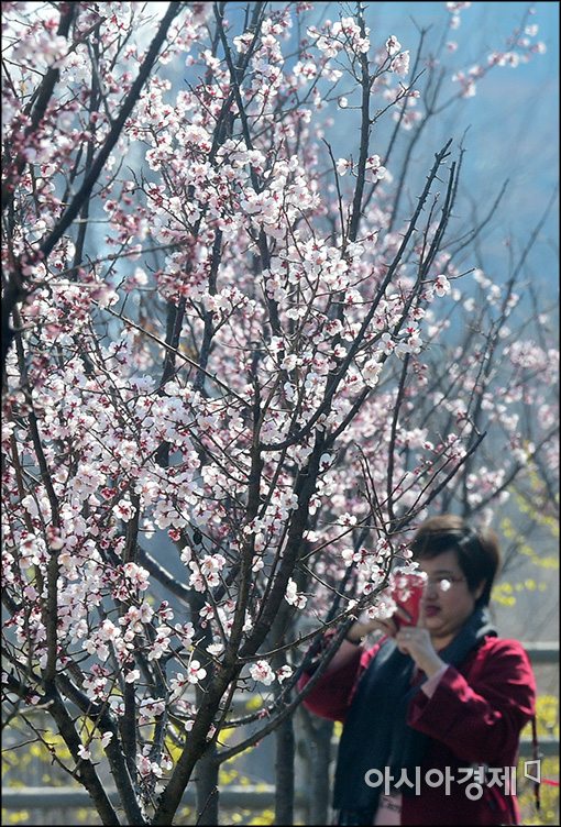 [포토]여의도 벚꽃축제 찾은 시민들