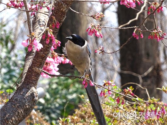 [포토]봄 노래하는 산까치