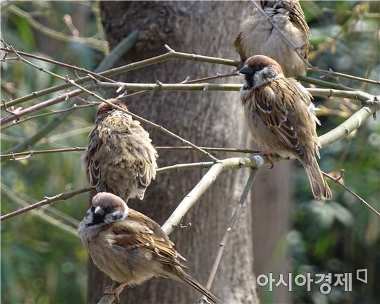 [포토]봄을 합창하는 참새 가족들